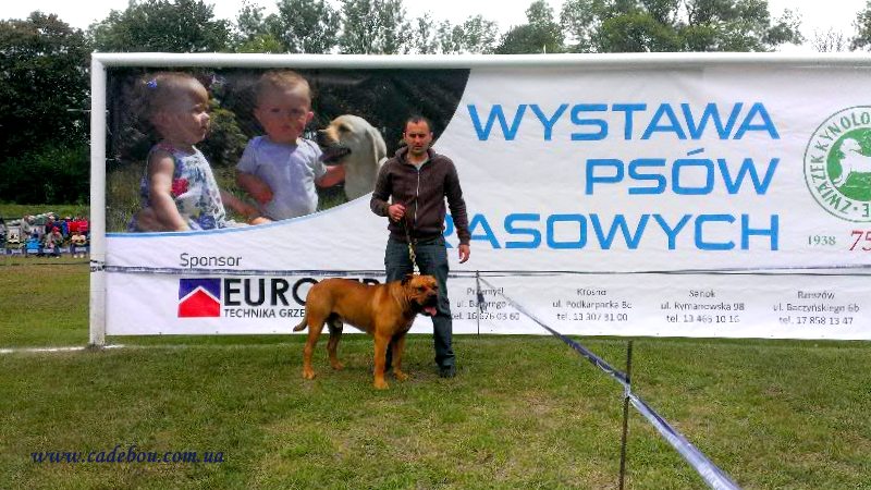 Carat on Dog Show 01.09.13 Przemysl (Poland)
