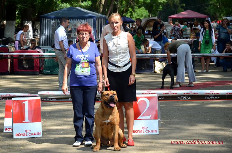Carat on Dog Show 17.08.13 Uzhgorod (Ukraine)