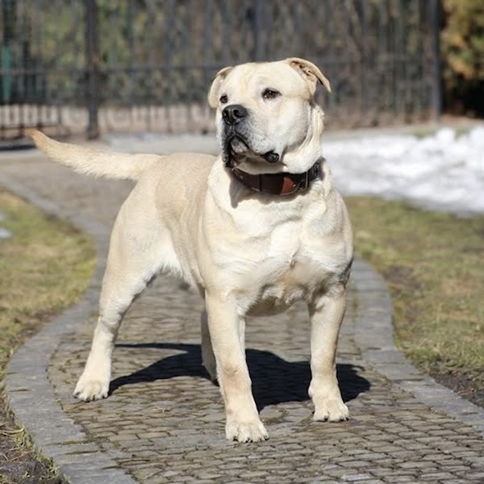BLONDA Cazador del Torros