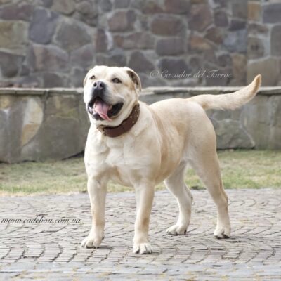 BLONDA Cazador del Torros