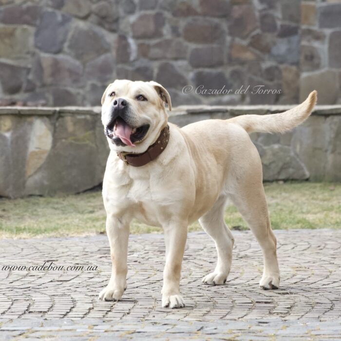 BLONDA Cazador del Torros