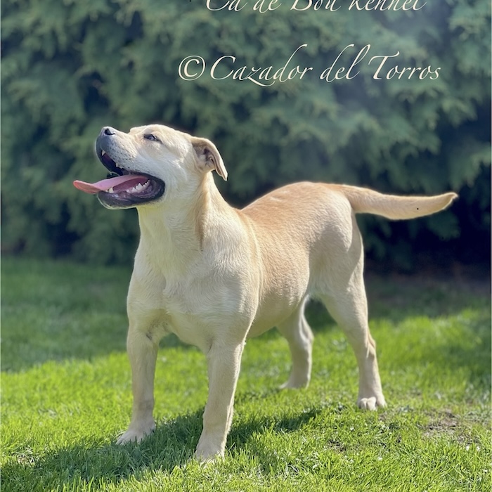 BLONDA Cazador del Torros